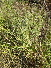 Urochloa platyphylla