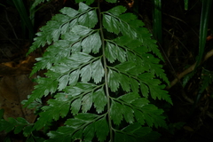 Asplenium insiticium