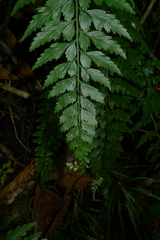 Asplenium insiticium