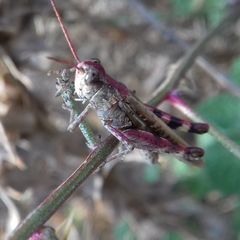 Epacromius coerulipes
