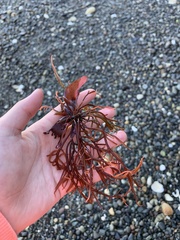 Ahnfeltiopsis linearis