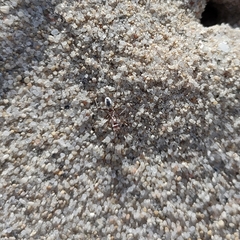 Cataglyphis bombycina