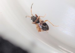 Scolopostethus affinis