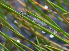 Pseudagrion australasiae