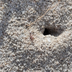Cataglyphis bombycina