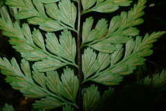 Asplenium insiticium