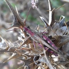 Epacromius coerulipes