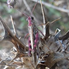 Epacromius coerulipes