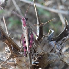 Epacromius coerulipes