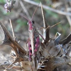 Epacromius coerulipes