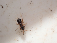 Scolopostethus affinis