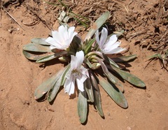 Lewisia brachycalyx