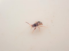 Scolopostethus affinis