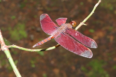Neurothemis fulvia