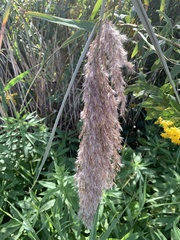 Phragmites australis