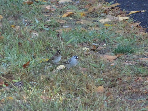 White-crowned Sparrow photographed in Connecticut