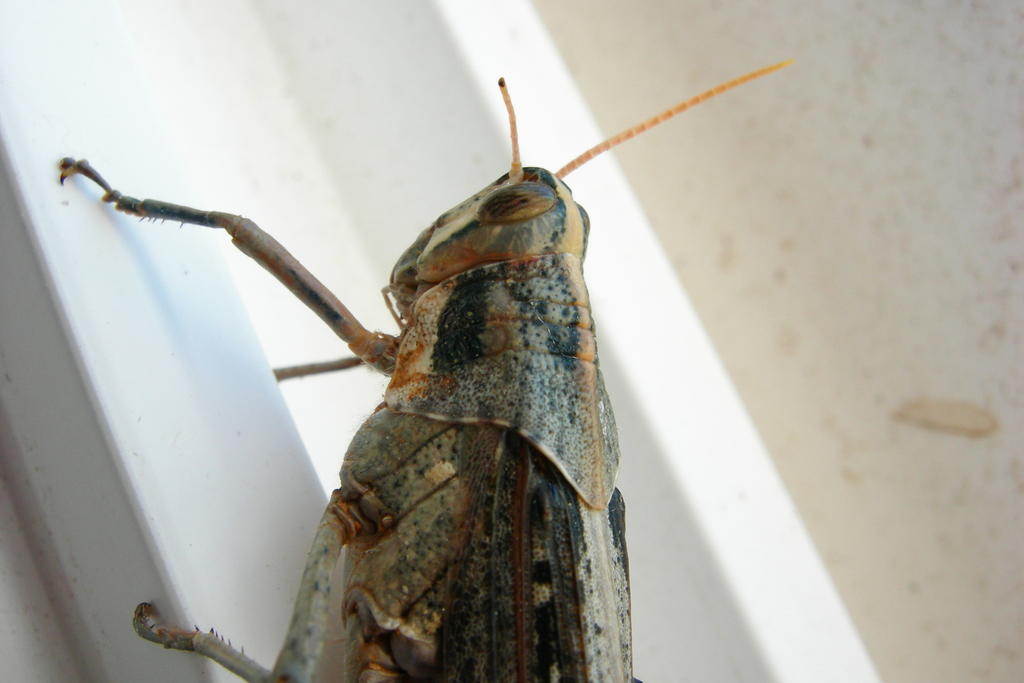 Gray Bird Grasshopper from Tern Island, Hawaii, USA on September 24 ...