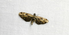 Eupithecia interruptofasciata