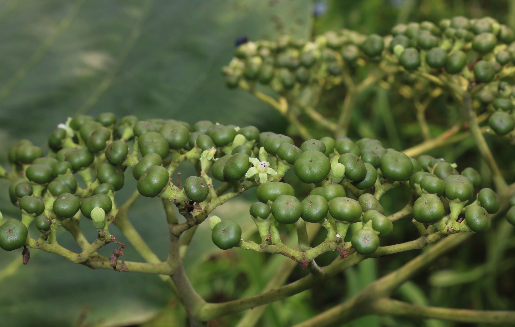 5X Leea Macrophylla Arbuste Plantes De Jardin - Graines B2149