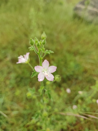 Image of Pavonia zeylonica by (c) Ansil B.R., some rights reserved (CC BY)