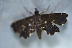Undulambia polystichalis