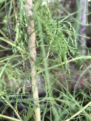 Eupatorium capillifolium image