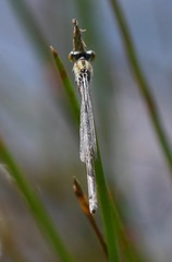 Pseudagrion australasiae