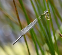 Pseudagrion australasiae