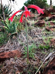 Cyrtanthus contractus