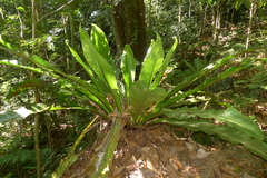 Asplenium australasicum