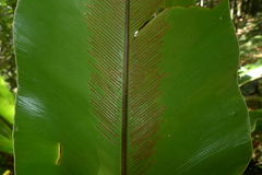 Asplenium australasicum