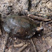 Enigmatic Leaf Turtle - Photo (c) Nadège Lanau, some rights reserved (CC BY-NC), uploaded by Nadège Lanau