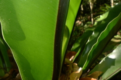 Asplenium australasicum