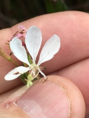 Oenothera filipes
