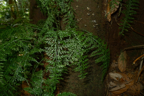 Asplenium francii observed 2017-08-18