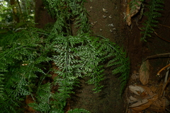 Asplenium tenuiculum