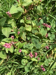 Persicaria longiseta