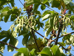 Cecropia palmata