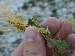 Cuscuta campestris
