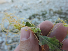 Cuscuta campestris