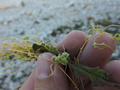 Cuscuta campestris