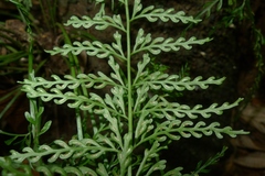 Asplenium tenuiculum