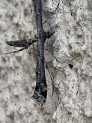 Anstenoptilia