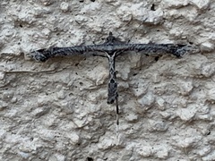 Anstenoptilia