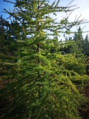 Larix laricina image