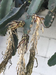 Selenicereus undatus