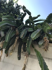 Selenicereus undatus