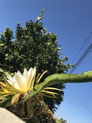 Selenicereus undatus