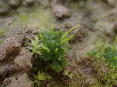 Anthoceros agrestis