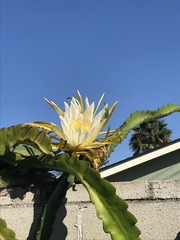 Selenicereus undatus